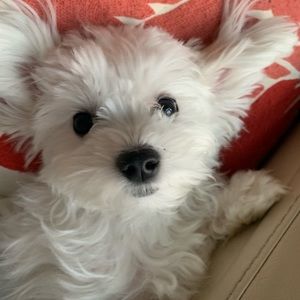 Meet your Posher, Betty